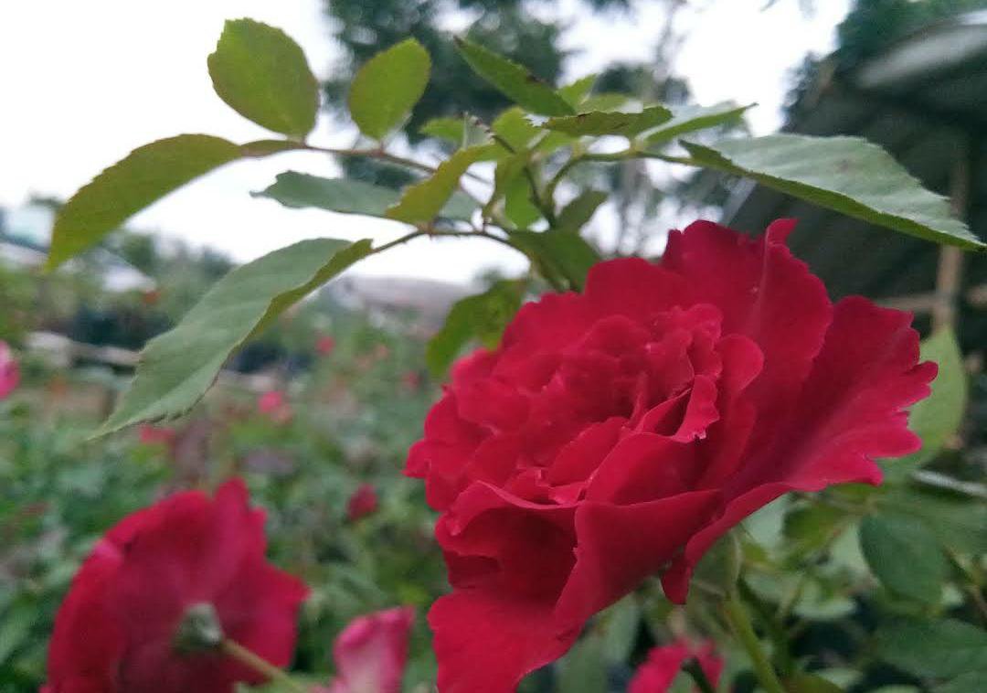 50 Seeds Double Red Rose Seeds Flower Rare Plant Exotic Plant For Your Garden