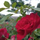 50 Seeds Double Red Rose Seeds Flower Rare Plant Exotic Plant For Your Garden