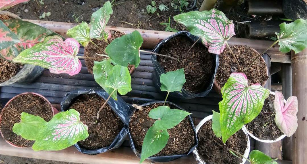 Pink Symphony Caladium Flower Rare Live Plant Exotic Plant For Your Garden
