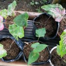 Pink Symphony Caladium Flower Rare Live Plant Exotic Plant For Your Garden