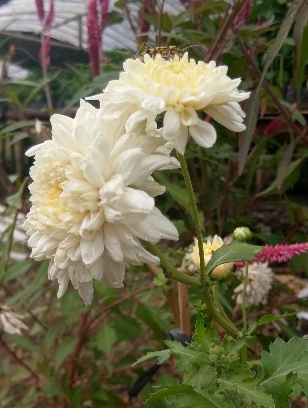100 Seeds Rare Beautiful Blossom White Snowball Flower Rare Plant Exotic Plant For Your Garden