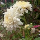 100 Seeds Rare Beautiful Blossom White Snowball Flower Rare Plant Exotic Plant For Your Garden