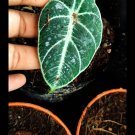 Alocasia black velvet Flower Rare Live Plant Exotic Plant For Your Garden