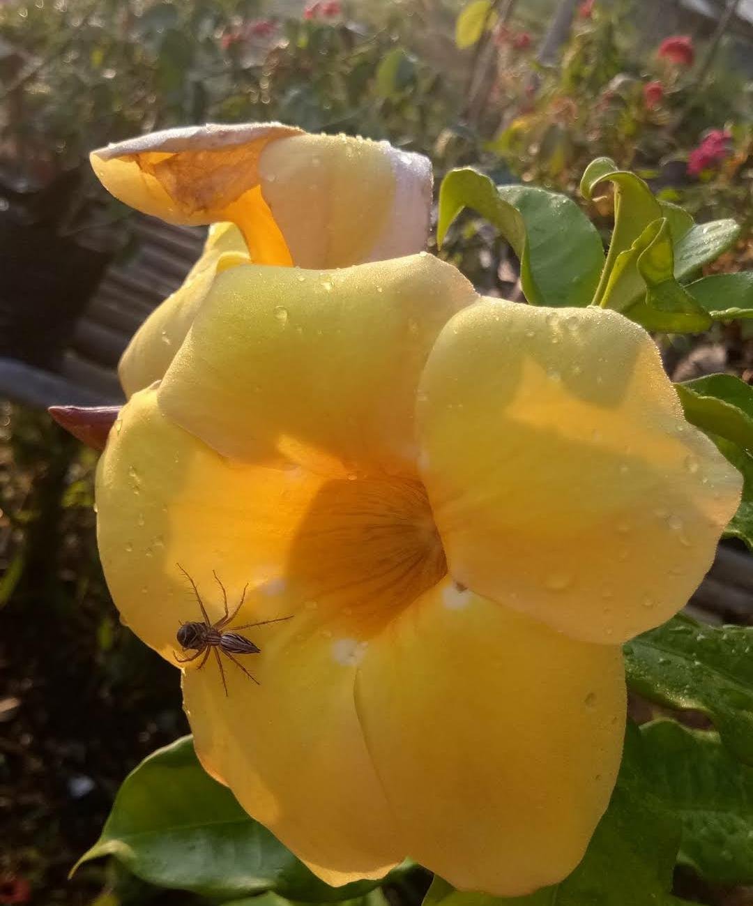 Yellow Allamanda Flower Rare Live Plant Exotic Plant For Your Garden