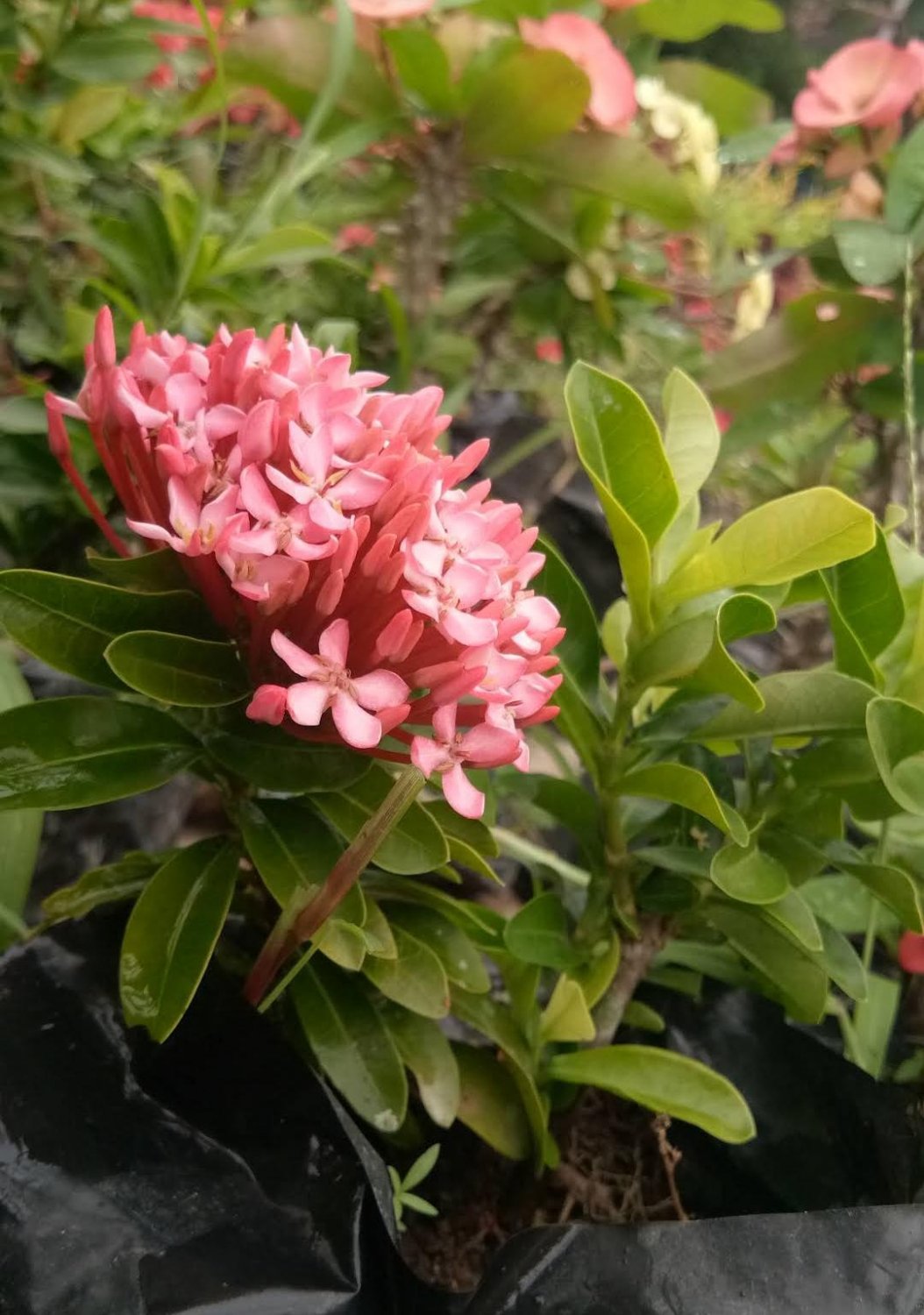 Pink Ixora dwarf  Flower Rare Live Plant Exotic Plant For Your Garden