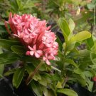 Pink Ixora dwarf  Flower Rare Live Plant Exotic Plant For Your Garden