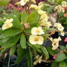 Yellow Crown of Thorns Succulent Flower Rare Live Plant Exotic Plant For Your Garden