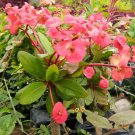 Euphorbia Milii With Red Bloom Flower Rare Live Plant Exotic Plant For Your Garden