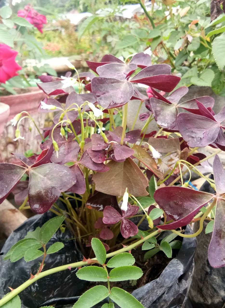 Oxalis Triangularis Purple Shamrock  Flower Rare Live Plant Exotic Plant For Your Garden