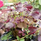 Oxalis Triangularis Purple Shamrock  Flower Rare Live Plant Exotic Plant For Your Garden