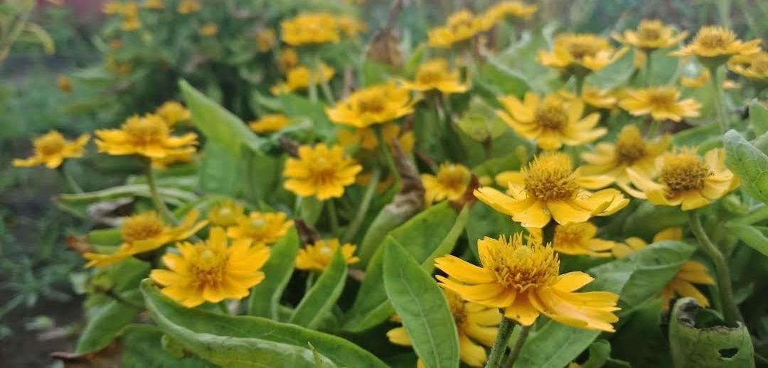 50 Seeds Arnica chamissonis seeds Flower Rare Plant Exotic Plant For Your Garden