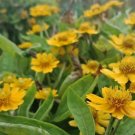 50 Seeds Arnica chamissonis seeds Flower Rare Plant Exotic Plant For Your Garden
