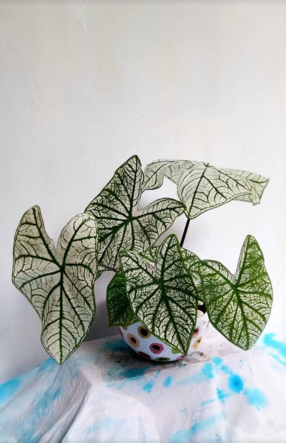 2 Bulbs Caladium 'White Christmas' Flower Rare  Plant Exotic Plant For Your Garden
