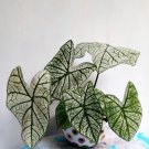 2 Bulbs Caladium 'White Christmas' Flower Rare  Plant Exotic Plant For Your Garden