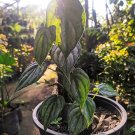 Philodendron Brandtianum Flower Rare Live Plant Exotic Plant For Your Garden