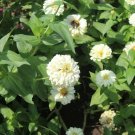 200 Seeds Polar Bear Zinnia Flower Rare Plant Exotic Plant For Your Garden