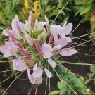 20 Seeds cherry queen cleome bee Rare Plant Exotic Plant For Your Garden