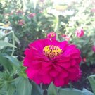 20 Seeds cPurple Prince Zinnia Flower Rare Plant Exotic Plant For Your Garden
