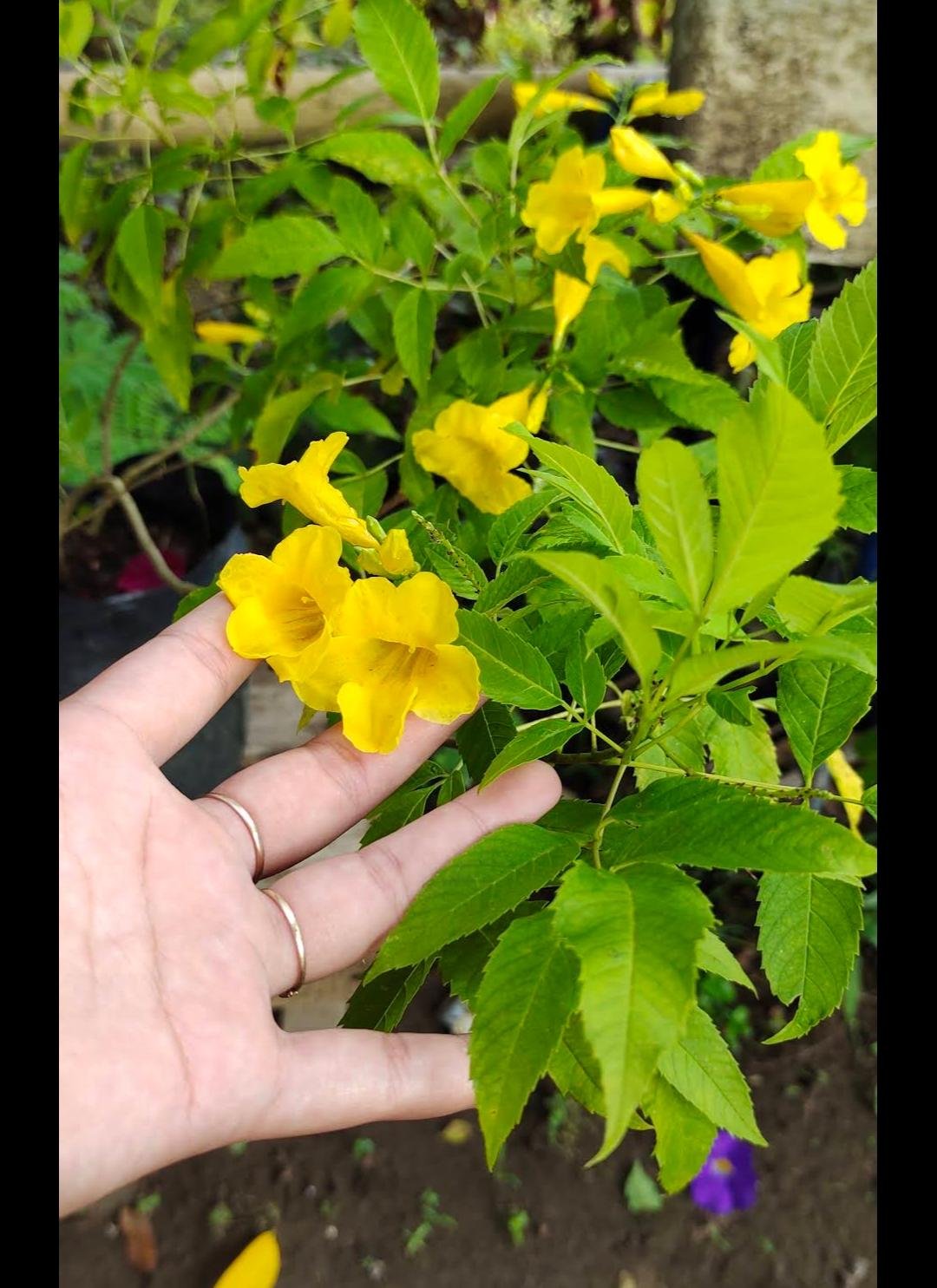 Yellow Bells (Tecoma stans) Flower Rare Live Plant Exotic Plant For Your Garden