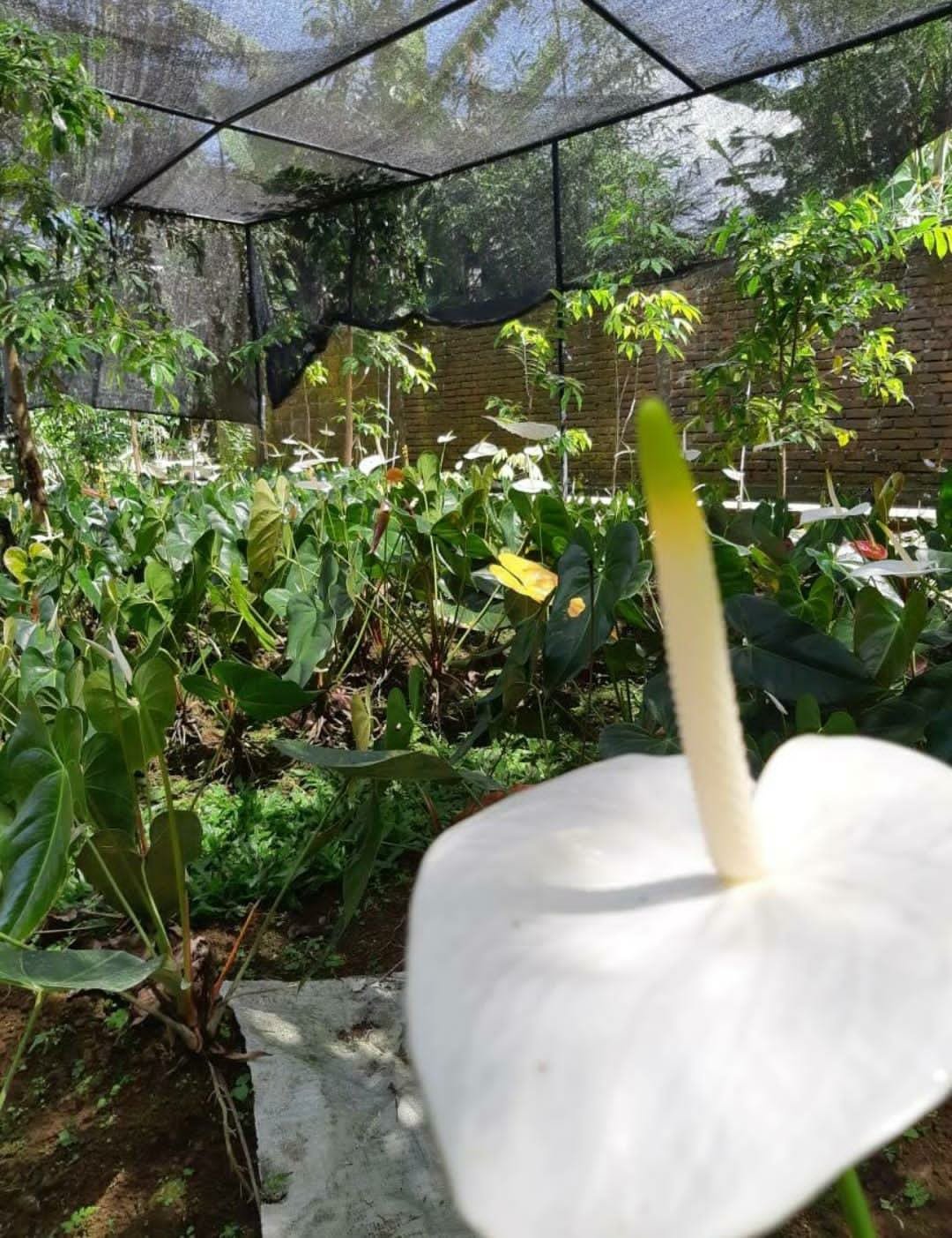 White anthurium Flower Rare Live Plant Exotic Plant For Your Garden