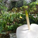 White anthurium Flower Rare Live Plant Exotic Plant For Your Garden