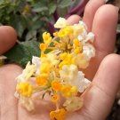 Lantana with White Flowers Rare Live Plant Exotic Plant For Your Garden