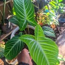 Xanthosoma lindenii Flowers Rare Live Plant Exotic Plant For Your Garden