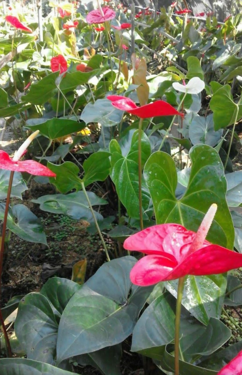 Red Anthurium Flowers Rare Live Plant Exotic Plant For Your Garden