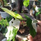 Syngonium Podophyllu Variegated Flowers Rare Live Plant Exotic Plant For Your Garden