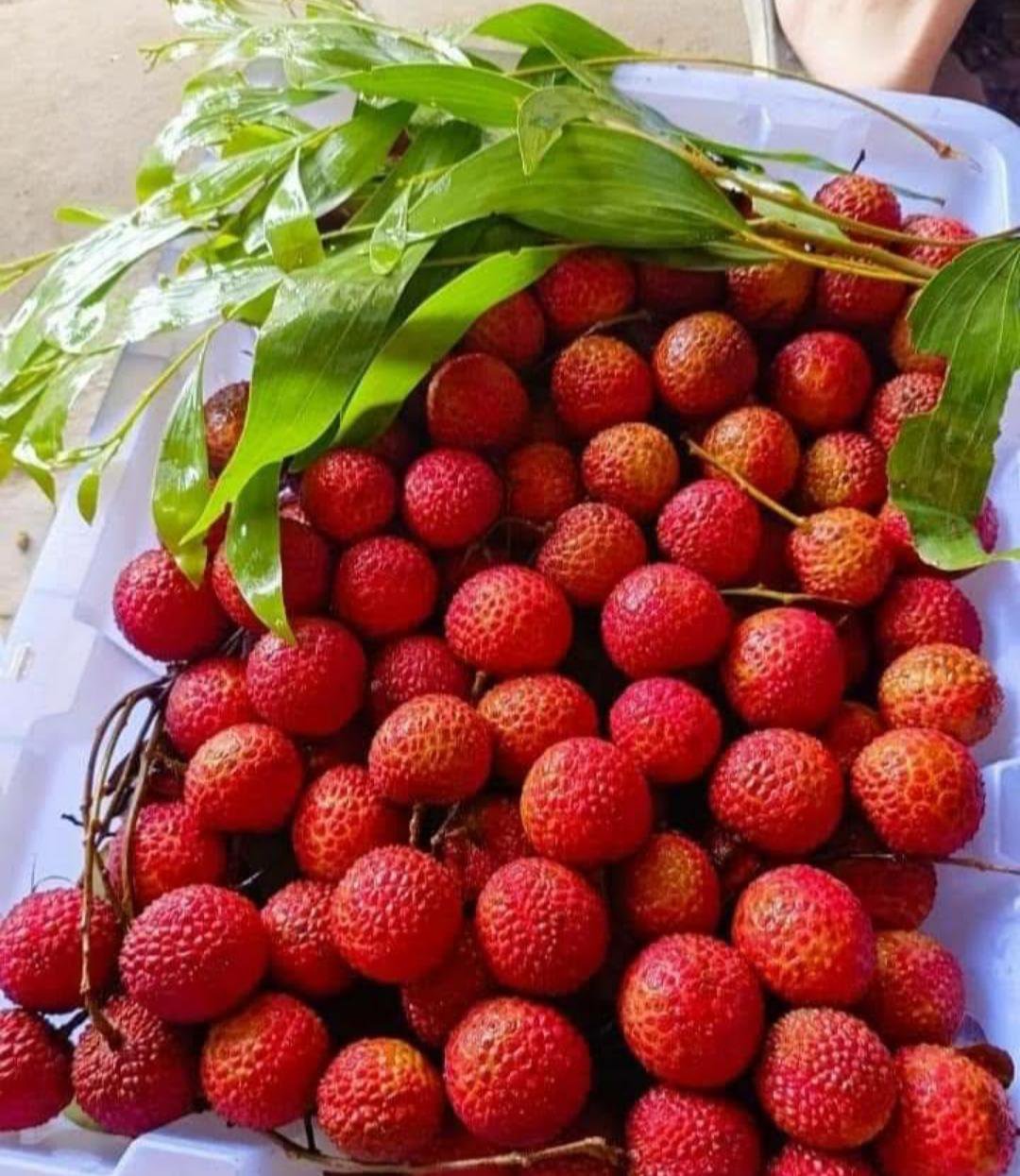 Lychee Tree Fruti Rare Live Plant Exotic Plant For Your Garden