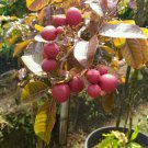 Dwarf Cold Hardy Red Ruby Longan Tree Fruit Rare Live Plant Exotic Plant For Your Garden