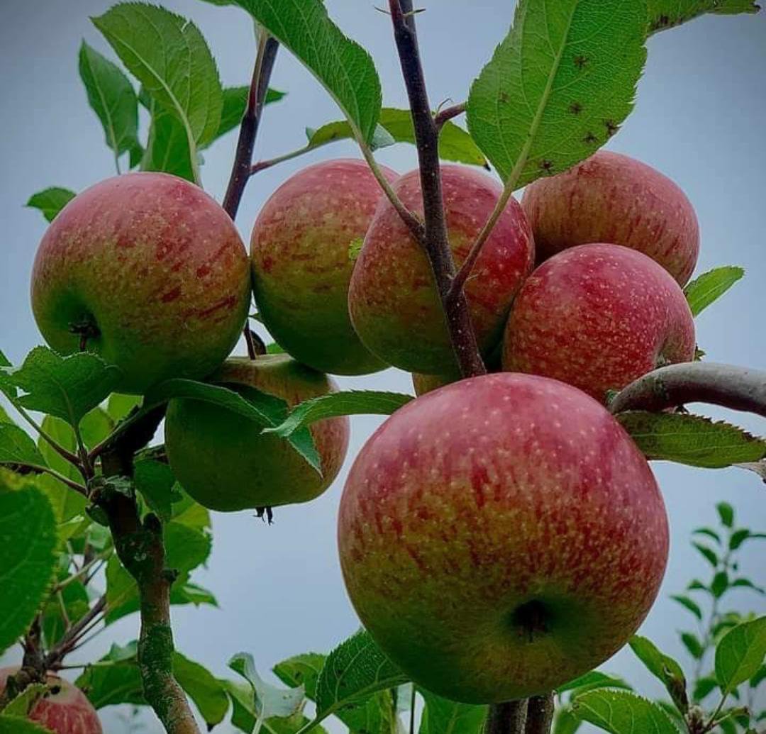 Red Gala Apple Tree Fruit Rare Live Plant Exotic Plant For Your Garden