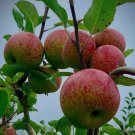 Red Gala Apple Tree Fruit Rare Live Plant Exotic Plant For Your Garden