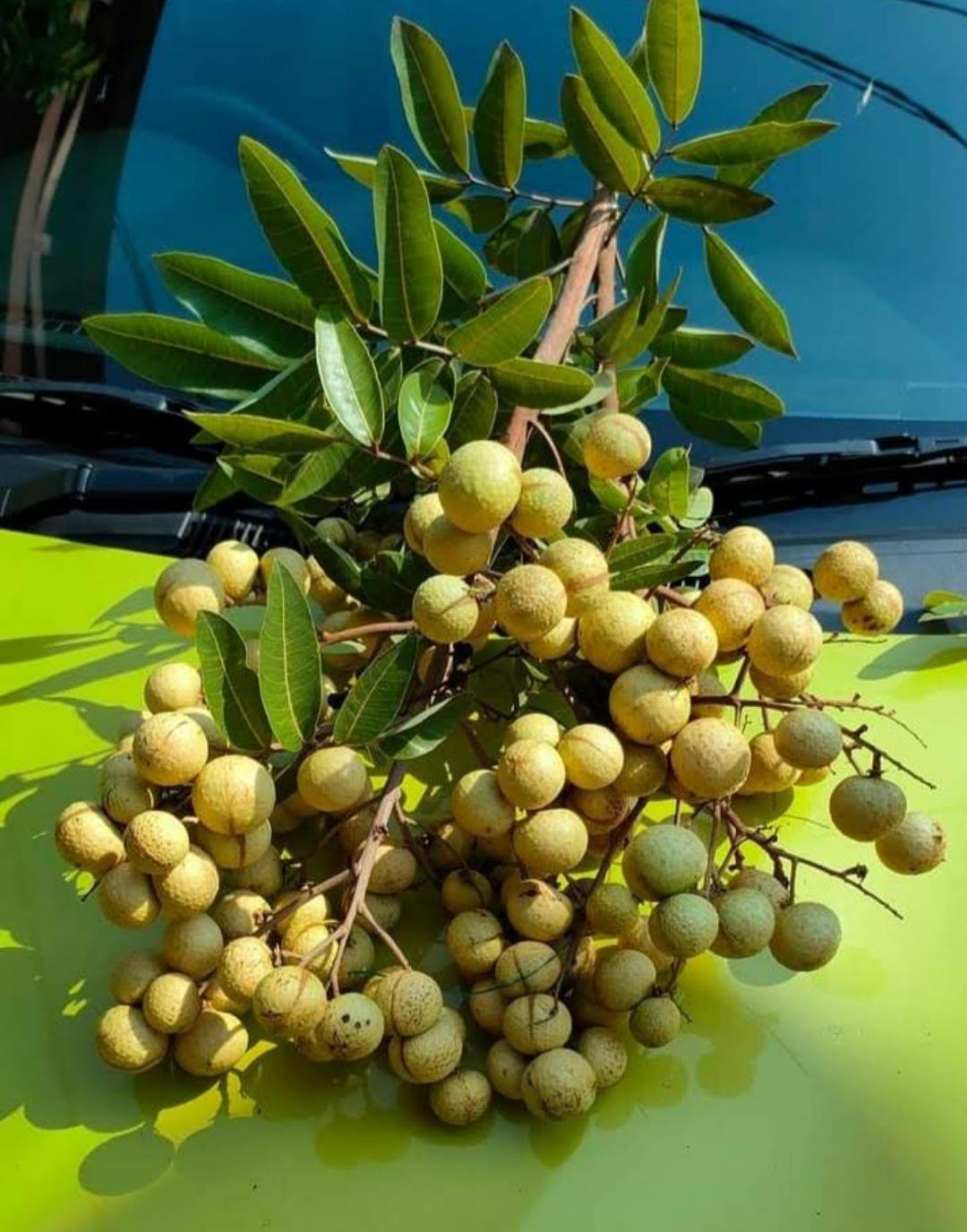 Longan Dimocarpus Dragon Eye Tree Fruit Rare Live Plant Exotic Plant For Your Garden