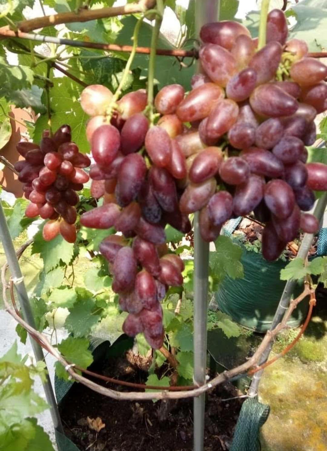Japanese Manicure Finger Grape Tree Fruit Rare Live Plant Exotic Plant For Your Garden