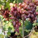 Japanese Manicure Finger Grape Tree Fruit Rare Live Plant Exotic Plant For Your Garden