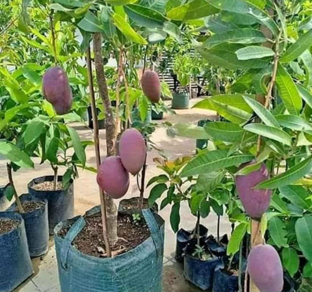 Mango Palmer (Manglifera) Tree Fruit Rare Live Plant Exotic Plant For Your Garden
