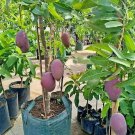 Mango Palmer (Manglifera) Tree Fruit Rare Live Plant Exotic Plant For Your Garden