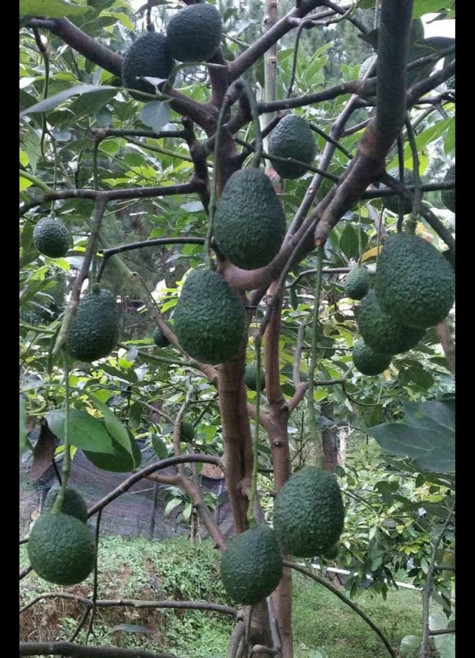 Hass Avocado Tree Fruit Rare Live Plant Exotic Plant For Your Garden