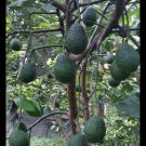 Hass Avocado Tree Fruit Rare Live Plant Exotic Plant For Your Garden