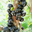 Jaboticaba Fruit Tree Plant Tree Fruit Rare Live Plant Exotic Plant For Your Garden