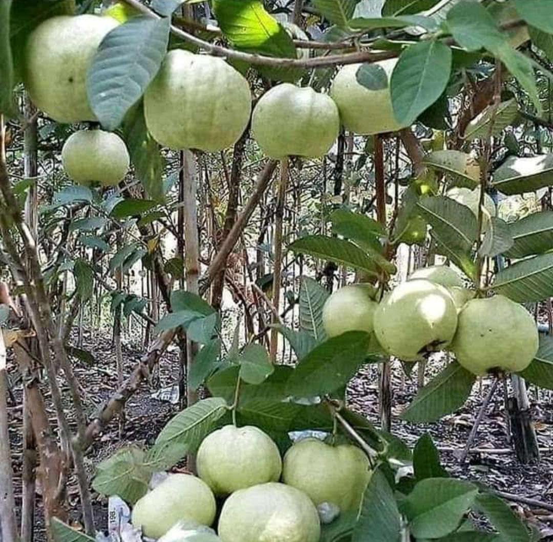 Psidium Guajava Pearl Guava Tree Fruit Rare Live Plant Exotic Plant For Your Garden