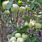 Psidium Guajava Pearl Guava Tree Fruit Rare Live Plant Exotic Plant For Your Garden