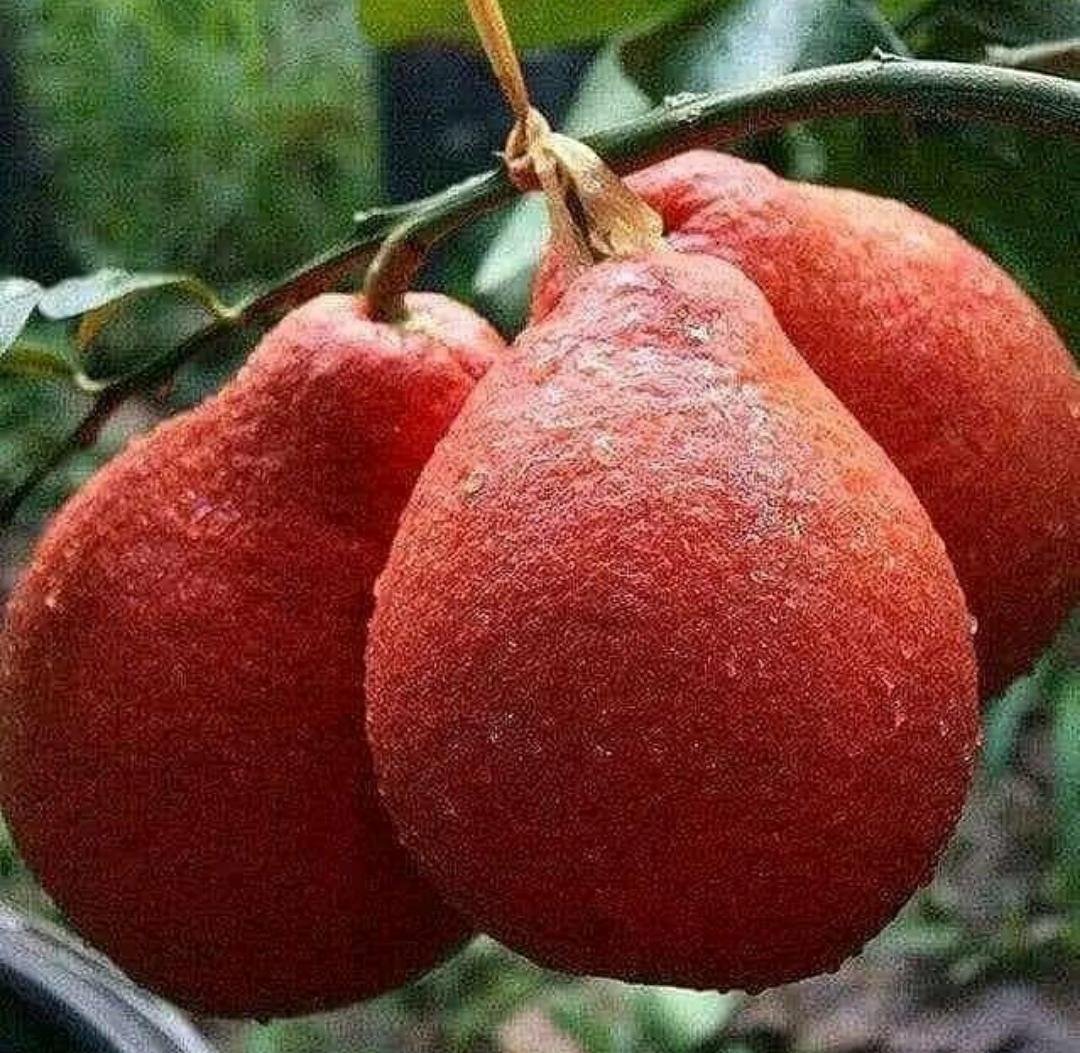 Red Pomelo Orange Tree Fruit Rare Live Plant Exotic Plant For Your Garden