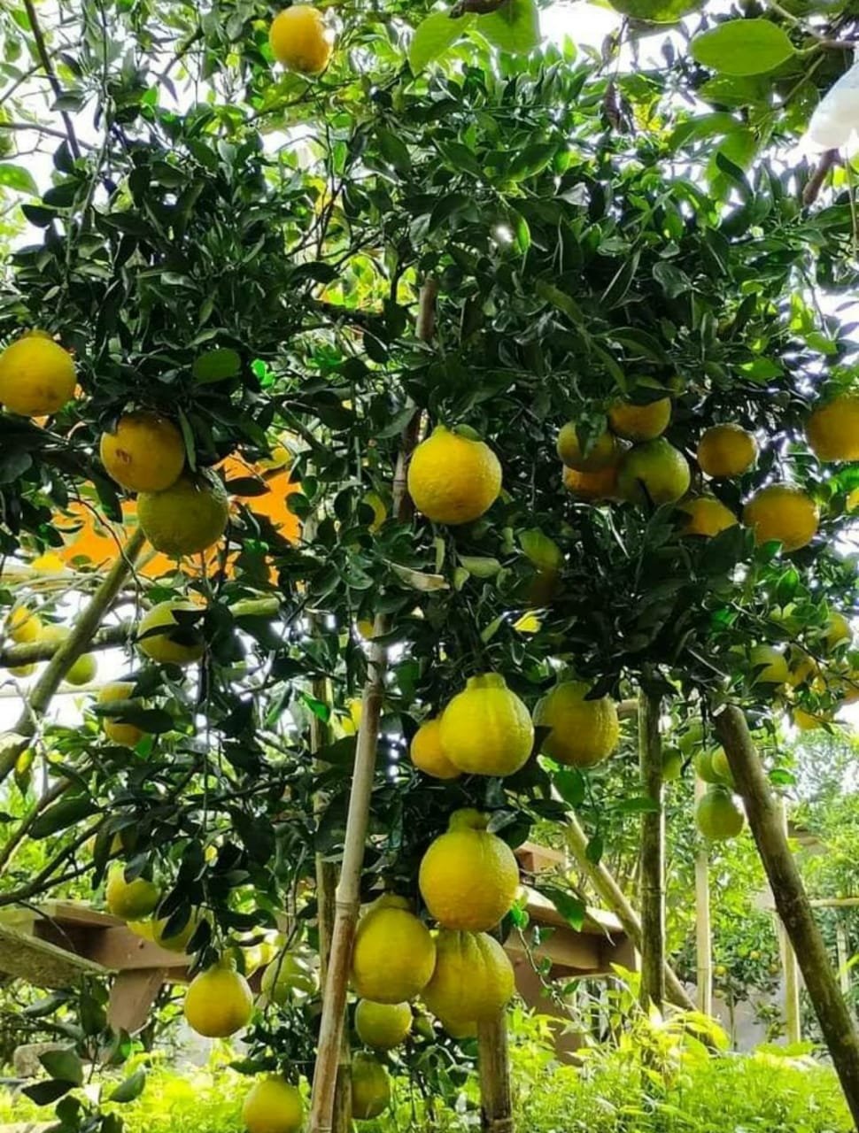 50 Seeds Pomelo Tree Fruit Rare Plant Exotic Plant For Your Garden