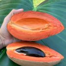 Mamey sapote (Pouteria sapota) Tree Fruit Rare Live Plant Exotic Plant For Your Garden