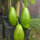 Giant Avocado Tree Fruit Rare Live Plant Exotic Plant For Your Garden