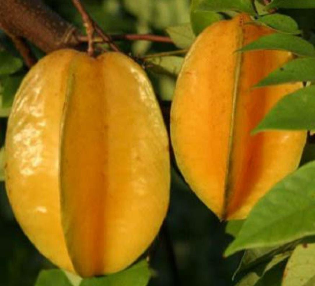 Carambola Star Fruit Tree Fruit Rare Live Plant Exotic Plant For Your Garden