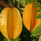 Carambola Star Fruit Tree Fruit Rare Live Plant Exotic Plant For Your Garden