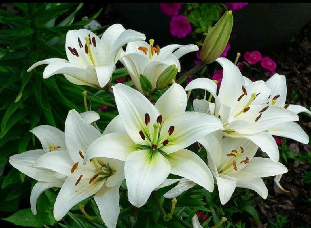 Easter Lily, White Trumpet Lily Bulb Flower Rare Plant Exotic Plant For Your Garden